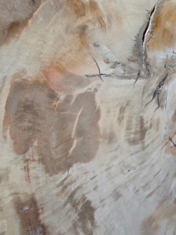 Fossiel hout - Gefossiliseerd hout - 42 cm - 30 cm, Collections