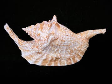 Escargot de mer Coquillage marin - S-514 STROMBUS GALLUS