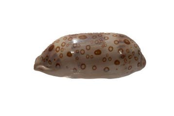Cypraea argus ventricosa f. raioocellata – Sensationeel