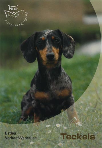 Teckels / Basisgids dierenverzorging 9789058411358, Verzenden, E. Verhoef-Verhallen