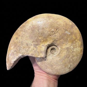 Ammonite - Coquillage fossilisé - Harpoceras subplanatum -, Collections, Minéraux & Fossiles