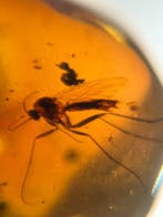 Insekt - Barnsteen - Burmit 10 Stück 7.53 Gramm - 3 cm - 1.6, Verzamelen