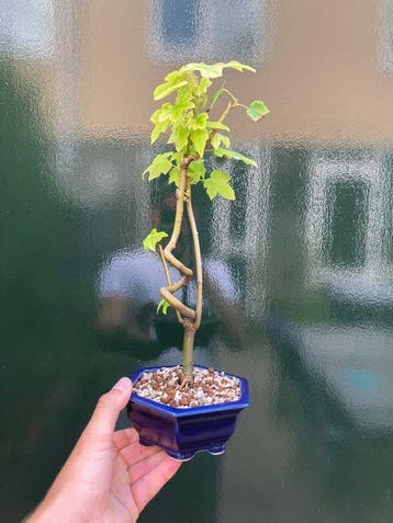 Amber - Hoogte (boom): 31 cm - Diepte (boom): 14 cm -
