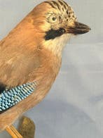 Gaai Taxidermie volledige montage - Garrulus glandarius, Nieuw