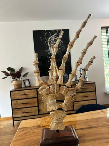 Mosasaurus - Gereconstrueerd skelet - Grote Mosasaurus-vin