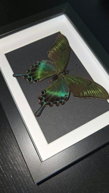 Papillon Support de corps entier pour taxidermie - papilio