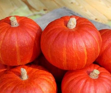 Bol-p-5106 f1 organic biologische kabocha kleinverpakking, Nieuw