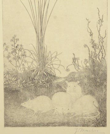 Jan Mankes (1889-1920) - Vier muisjes in het bos
