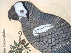 Conrad Gessner [d. 1565] - Grey Parrot & Blue Headed Parrot,