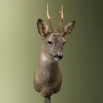 Reebok Wintervacht Taxidermie Opgezette Dieren By Max, Ophalen of Verzenden, Opgezet dier
