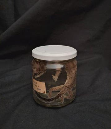 Gecko Support de corps entier pour taxidermie - Eublepharis