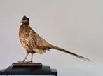 Fazant Taxidermie volledige montage - Phasianus colchicus -