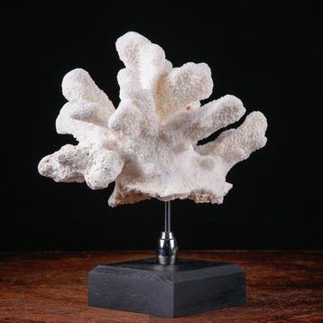 Prachtige witte koraaltak - Stylophora - Madrepora, Verzamelen, Nieuw