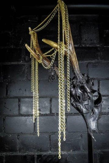 Chevreuil Crâne - Caproleus caproleus - 30 cm - 11 cm - 10