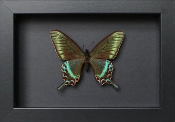 Vlinder Taxidermie volledige montage - Papilio maackii, Antiek en Kunst