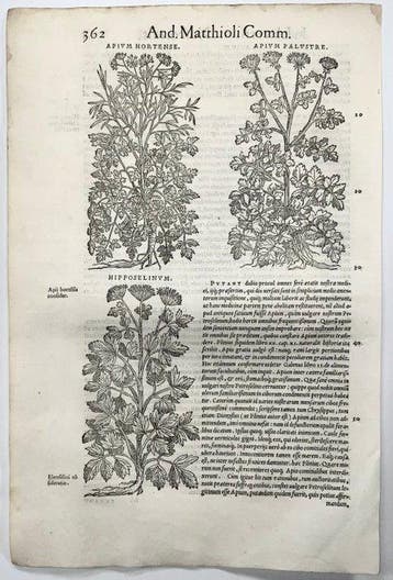 Mattioli, P.A. - 5 folios with 13 woodcuts, Botany, Herbs -