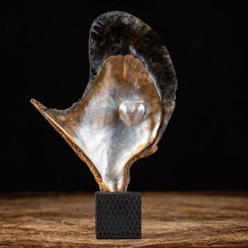 Extreem zeldzame mariene curiositeit - Ostrica Perlifera -