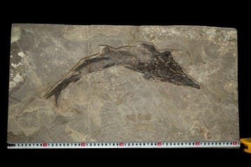 Vis - Gefossiliseerd dier - Protopsephurus - 61.4 cm - 33.7