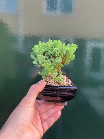 Jeneverbes bonsai (Juniperus) - Hoogte (boom): 12 cm -