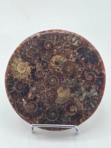 Ammoniet - Gefossiliseerd dier - Aioloceras (Cleoniceras)
