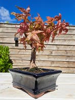 Japanese maple bonsai (Acer palmatum) - Hauteur (arbre) : 20