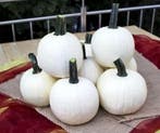 Avalanche F1 PMT witte halloweenpompoen 8 zaden, Nieuw