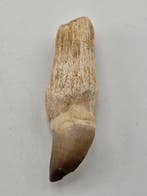 Mosasaurus - Fossiele tand - 7 cm (Zonder minimumprijs)