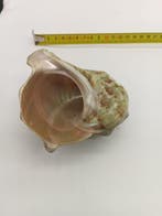 Gros Turbo marmoratus - zonder reserveprijs Zeeschelp -