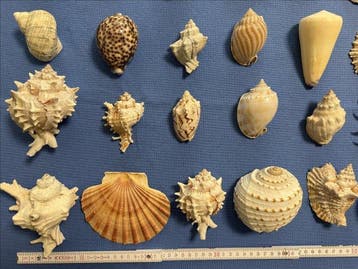 < Zeeschelp - Seeschnecken >