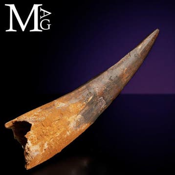 Museumkwaliteit Spinosaurus-tandfossiel - Uitzonderlijk goed, Nieuw