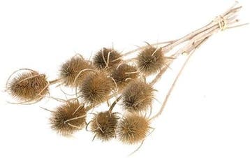 Kaardenbol chardon distels droogbloemen naturel 55 cm per, Nieuw