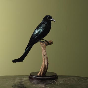 Haarkuifdrongo Taxidermie Opgezette Dieren By Max, Ophalen of Verzenden, Opgezet dier