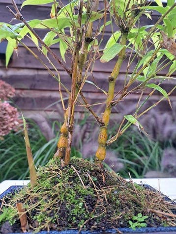 Bambou à ventre de Bouddha (Bambusa ventricosa) bonsai -, Antiquités & Art