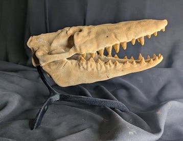 Fossiele schedel - Pakicetus - Whale terrestrial ancestor -