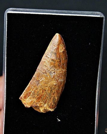 Dinosaure - Dent fossile - Carcharodontosaurus Saharicus