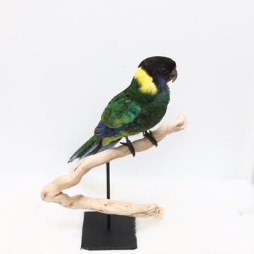 Port Lincoln parkiet Taxidermie volledige montage -, Verzamelen, Nieuw