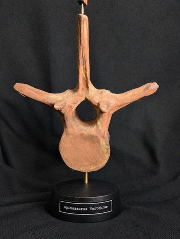 Fossiel skelet - Spinosaur Sail Vertebrae - Museum-Grade