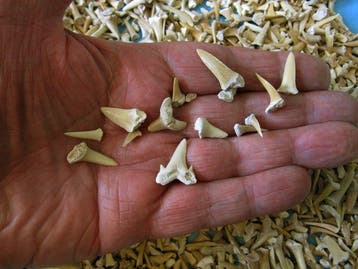 3000 dents de requin fossiles - Dent fossile (Sans prix de, Collections