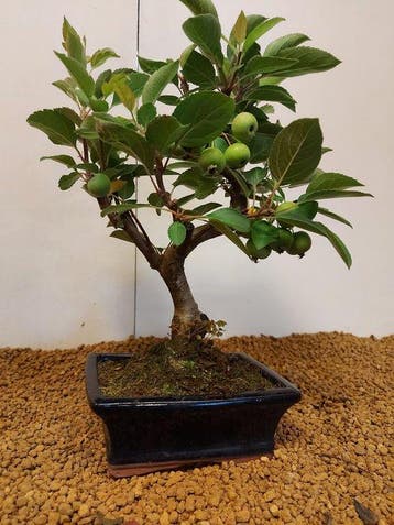 Malus domestica - Hoogte (boom): 28 cm - Diepte (boom): 20