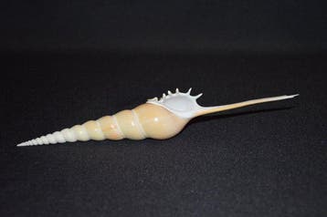Escargot de mer Coquillage marin - S-317 TIBIA FUSUS (Sans