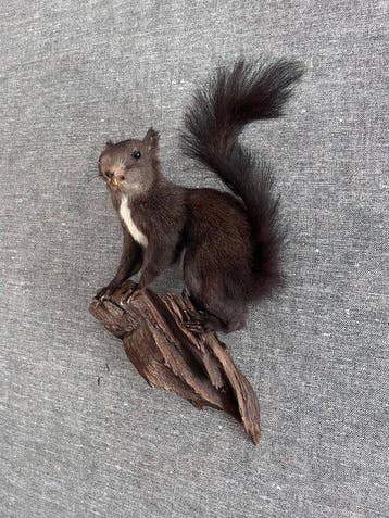 Red Squirrel - Taxidermie volledige montage - Sciurus, Verzamelen, Nieuw
