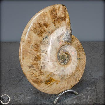 Natuurlijke ammoniet Cleoniceras fossiel- 2112.39 g