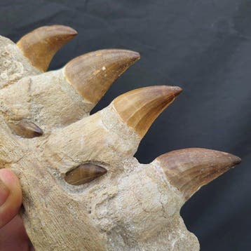 Grosse mâchoire fossile de mosasaure - Mâchoire fossilisée -