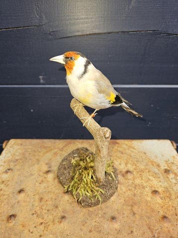 Super mooie nieuw opgezette agaat putter Taxidermie, Nieuw