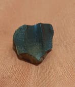 Tricératops - Dent fossile (Sans prix de réserve)