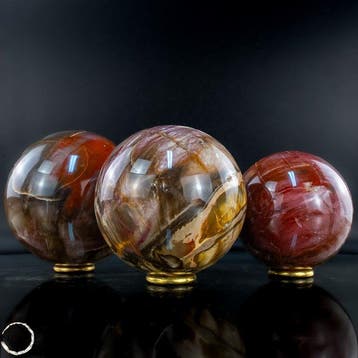 Exclusieve set van versteend hout uit Madagaskar – Tijdloze