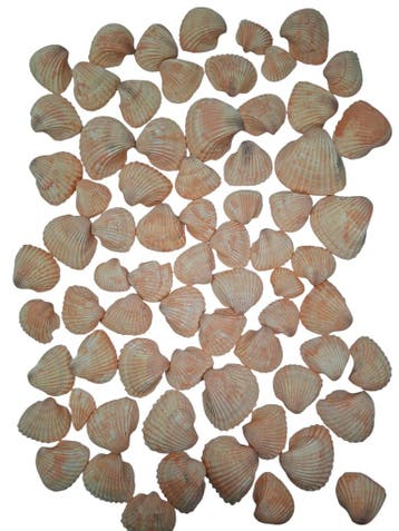 Chippy Pastel schelpen Orange washed 1 kilo, Nieuw