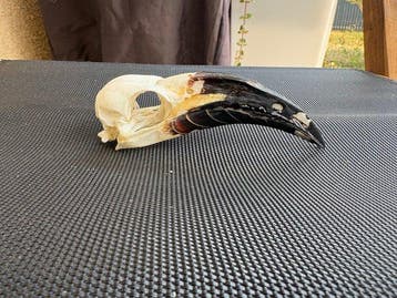 calao met zwarte snavel Vogelschedel - Tockus nasutus - 4 cm, Nieuw