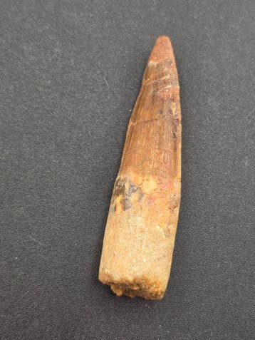 Spinosaure - Dent fossile - Spinosaur Aegyptiacus - 6 cm