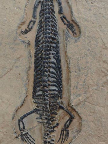 Premiumkwaliteit - Gefossiliseerd dier - Honghesaurus